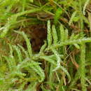 Image of Pseudoscleropodium moss