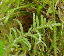 Image of pseudoscleropodium moss