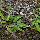 Image of Pteris deltodon Bak.