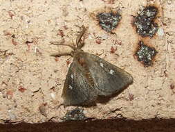 Image of Australian lappet moths