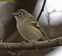 Image of Vireo Vieillot 1808