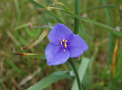 Слика од Tradescantia ohiensis Raf.