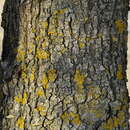 Image de Quercus rotundifolia Lam.