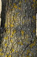 Sivun Quercus rotundifolia Lam. kuva