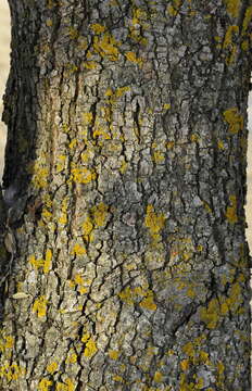 Image of Evergreen Oak