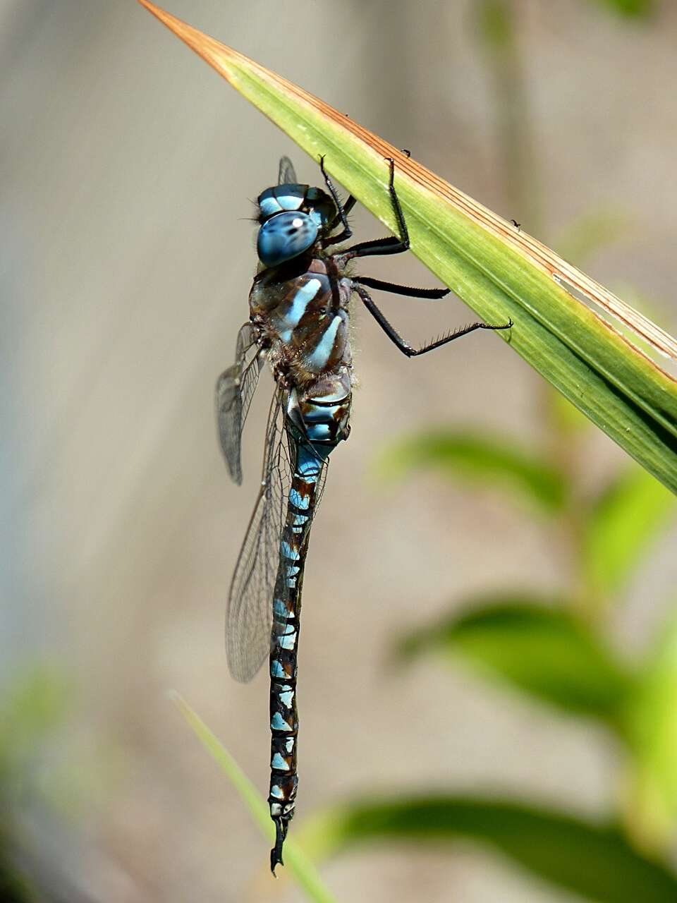 Image of Blue-eyed Darner