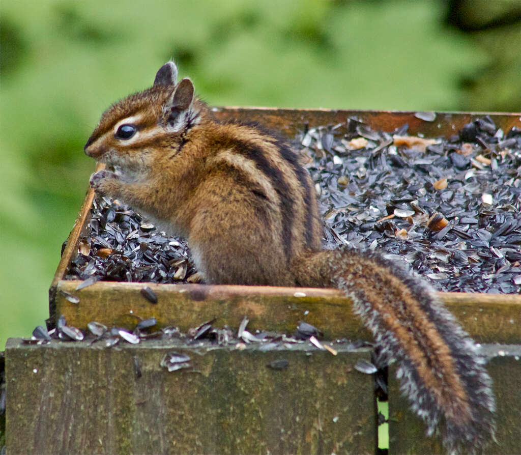 Image of Townsend’s Chipmunk