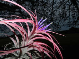 Imagem de Tillandsia brachycaulos Schltdl.