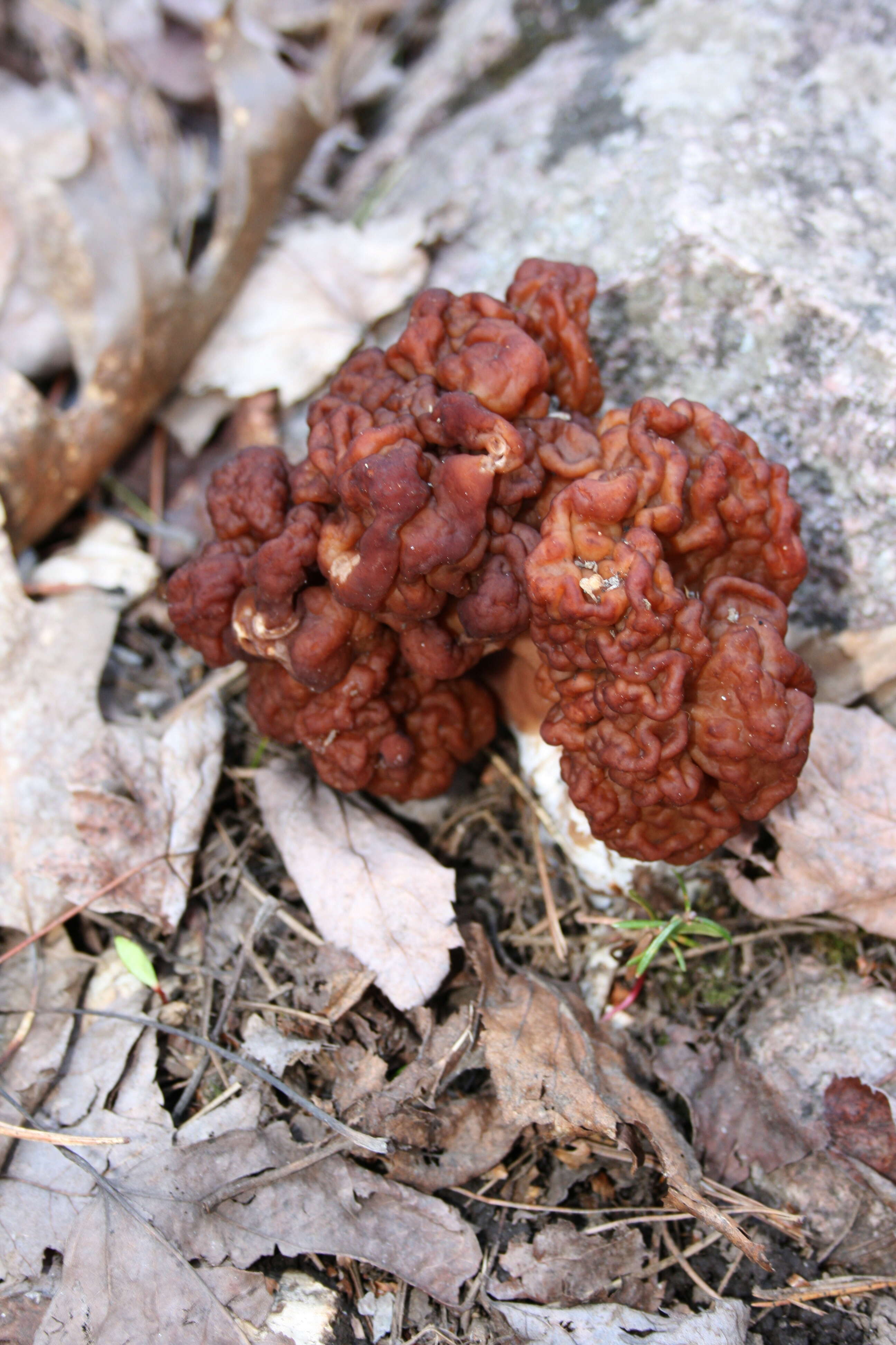 Image of Gyromitra esculenta (Pers.) Fr. 1849