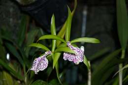 Image of Orchidaceae