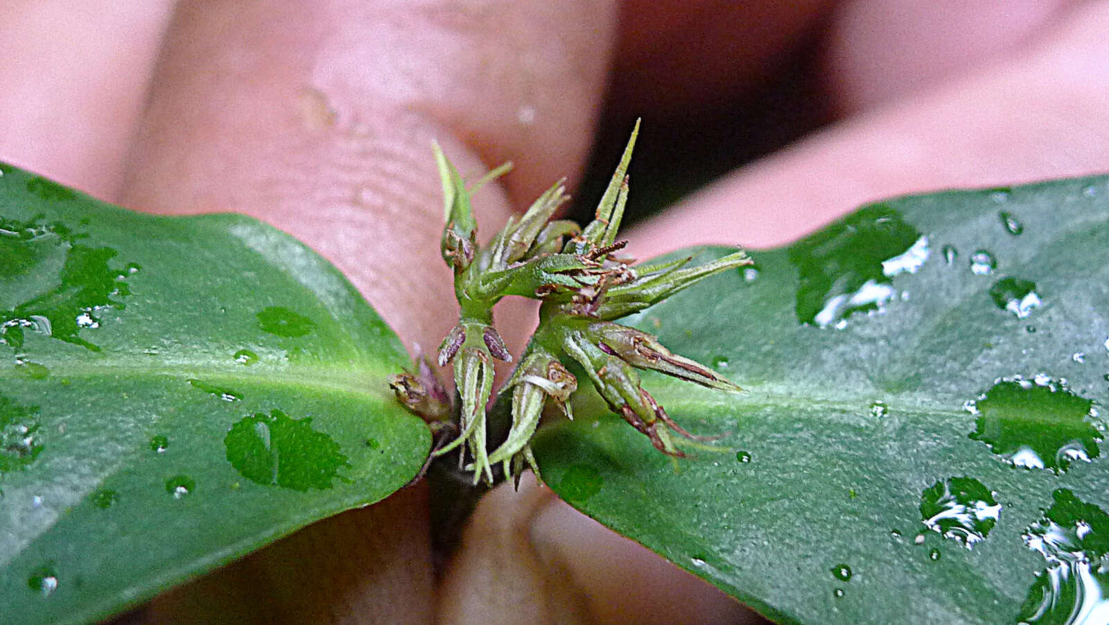 Image of Herpetacanthus