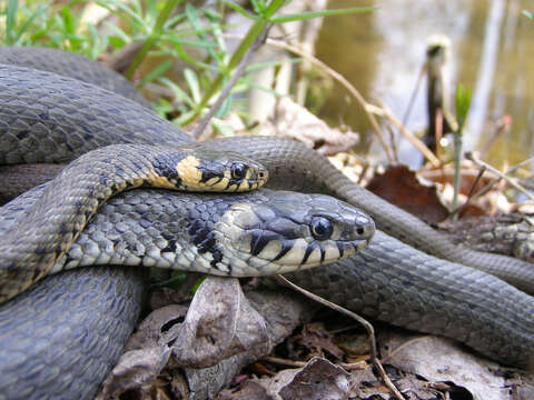 Image of Grass snakes