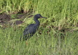 Image of Slaty Egret