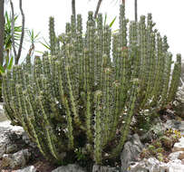 Euphorbia caerulescens Haw. resmi