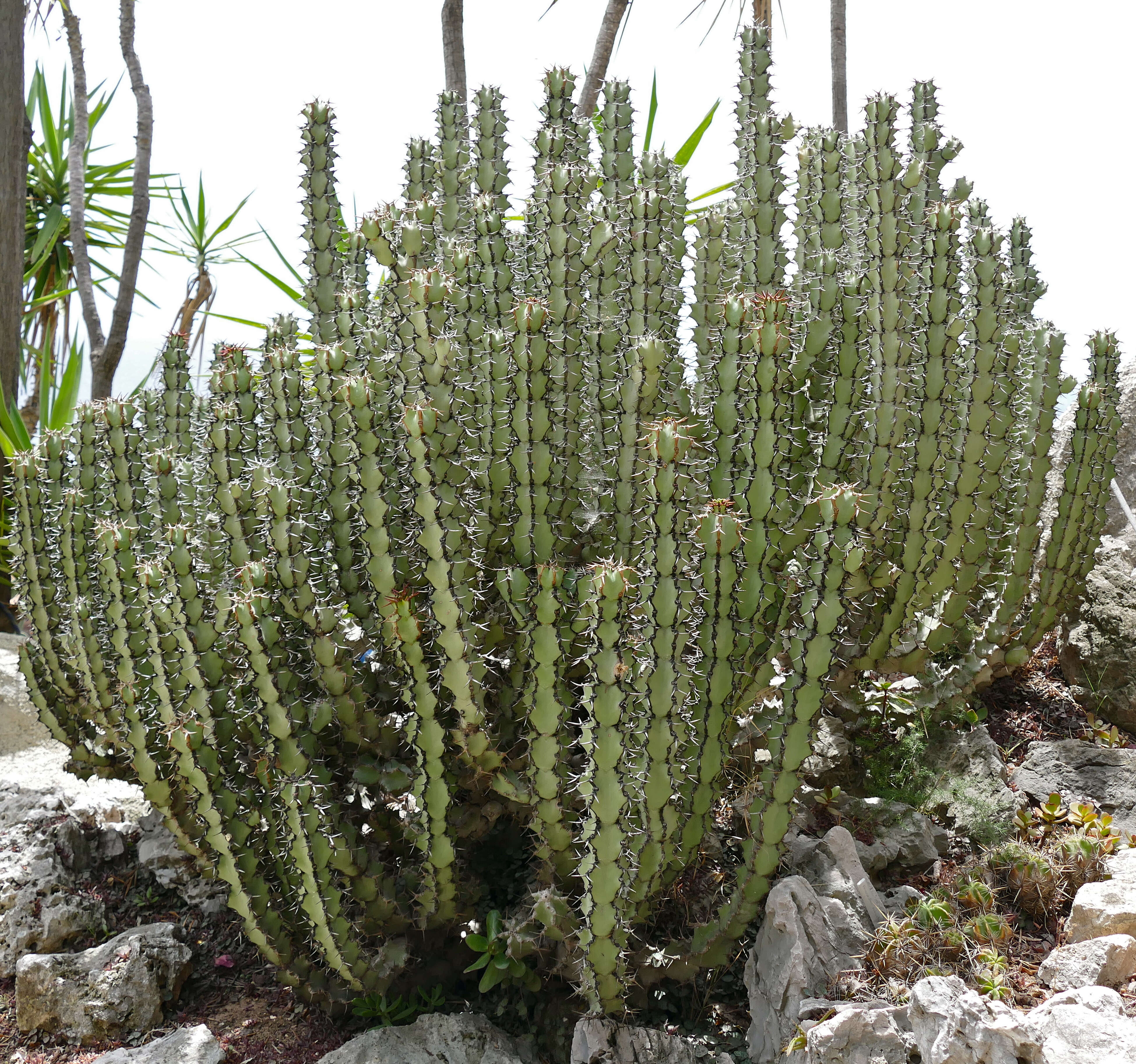 Image of Euphorbia caerulescens Haw.