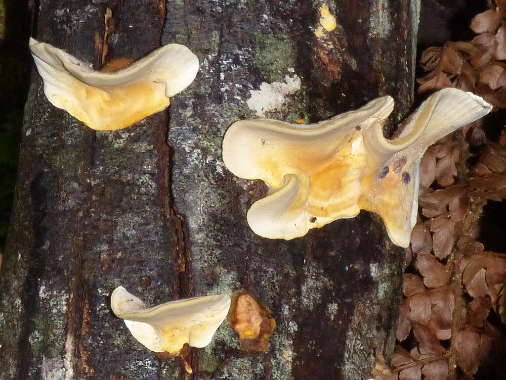 Image of False turkeytail