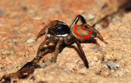 Image of Peacock Spiders