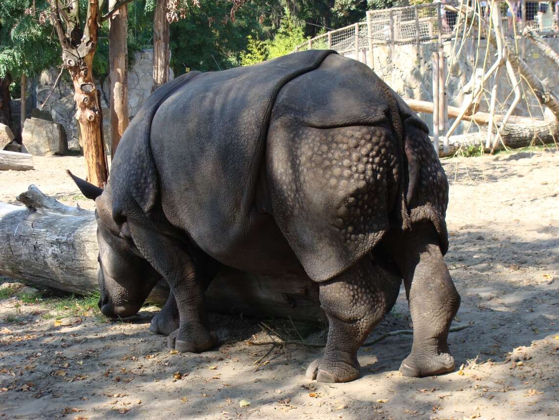 Image of Indian and Javan Rhinoceroses