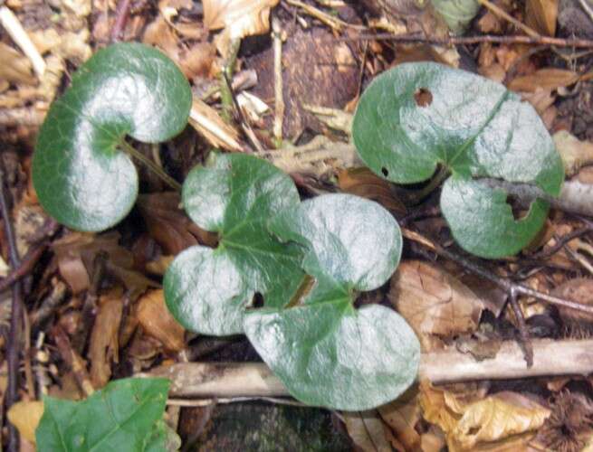 Image of Wild ginger