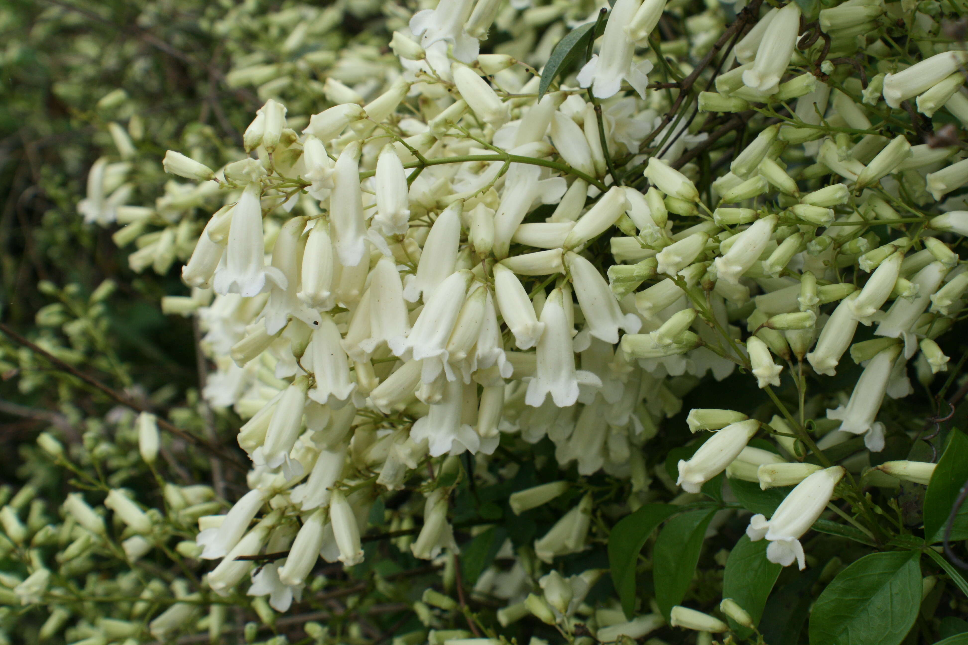 Image of Inland Wonga Vine