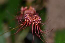 Image of Wispy umbrella orchid