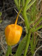 Image of coastal groundcherry