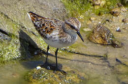 Image of Calidris Merrem 1804