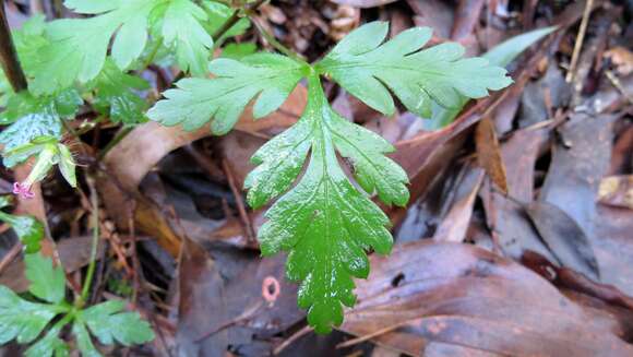 Imagem de Geranium robertianum L.