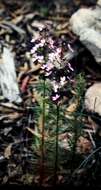 Image of Stylidium laricifolium Rich.