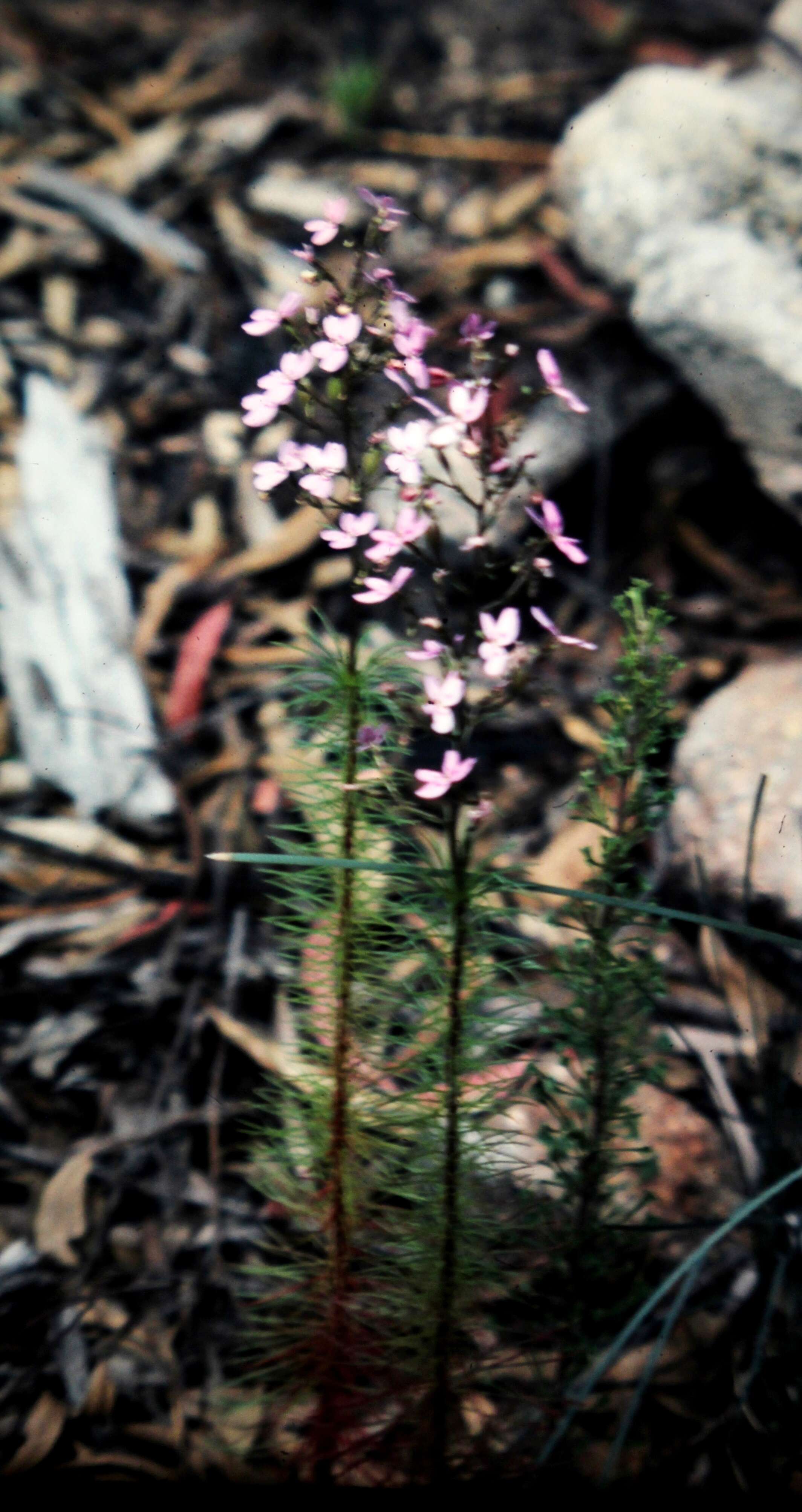 Image of Stylidium laricifolium Rich.