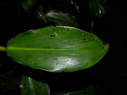 Image of Costus wilsonii Maas