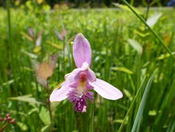 Image of pogonia