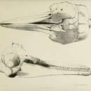 Imagem de <i>Delphinus cymodoce</i> Gray 1846
