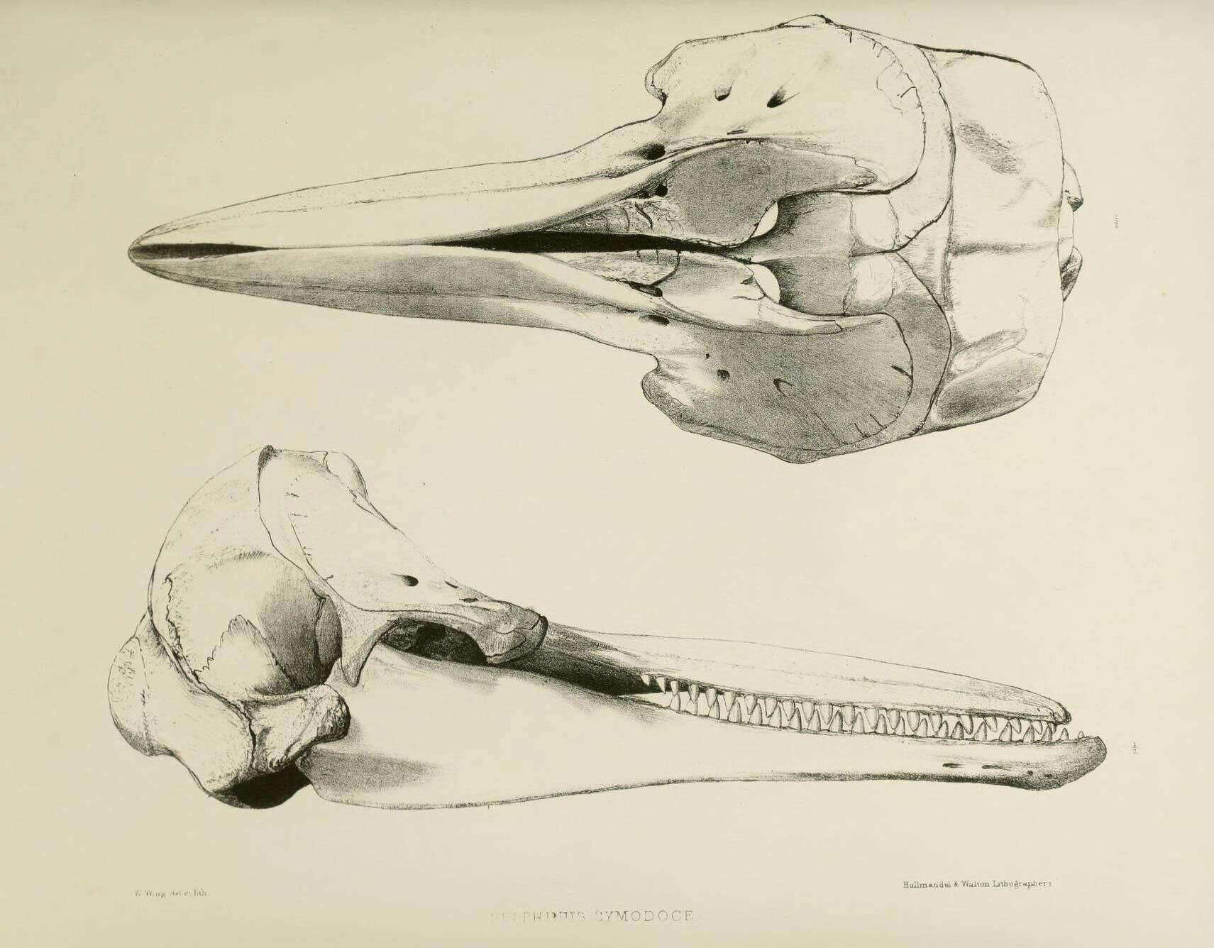 Слика од <i>Delphinus cymodoce</i> Gray 1846