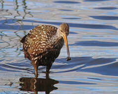 Image of limpkins