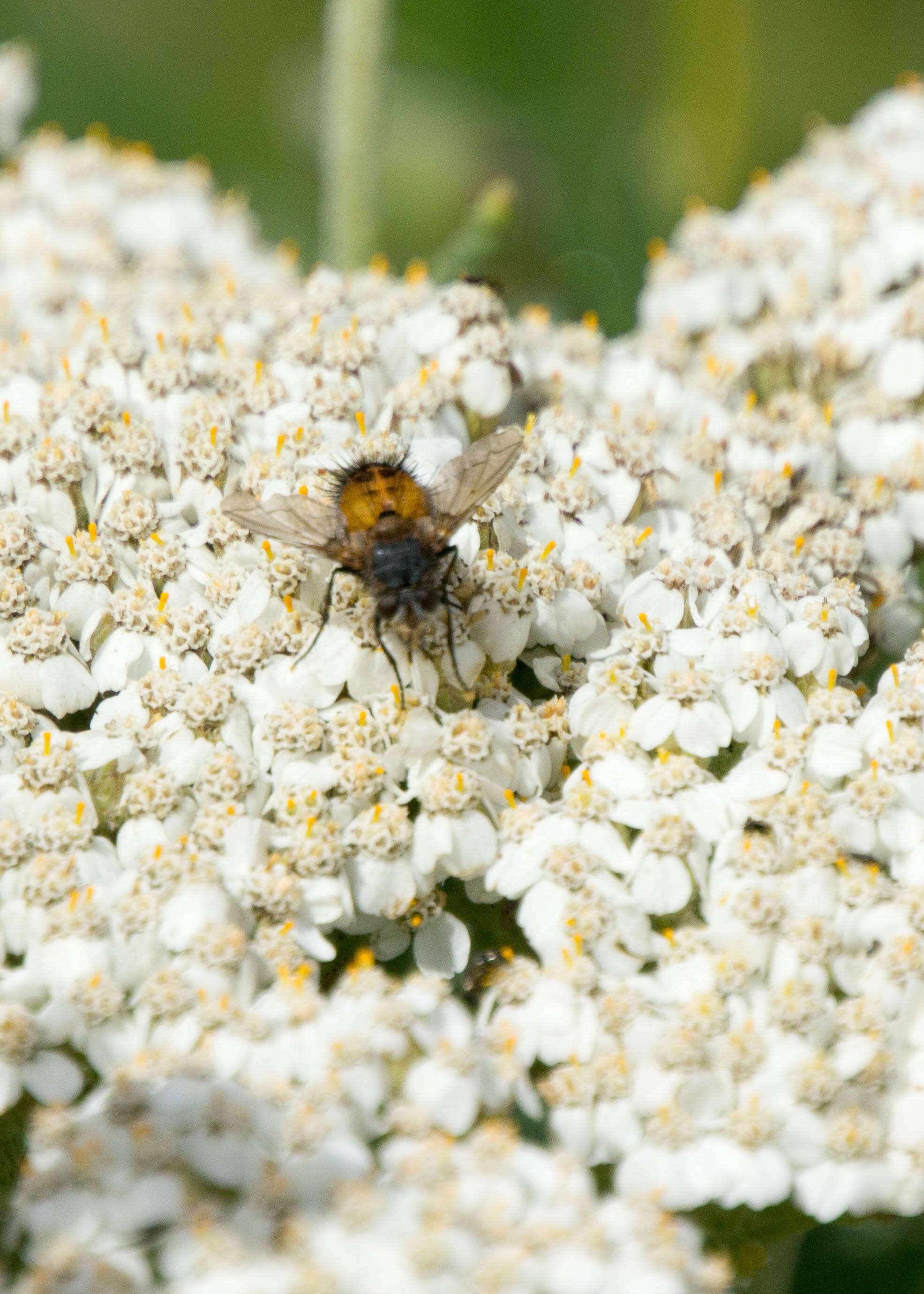 Image of yarrow