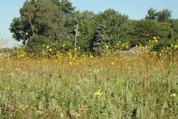 Silphium terebinthinaceum Jacq. resmi