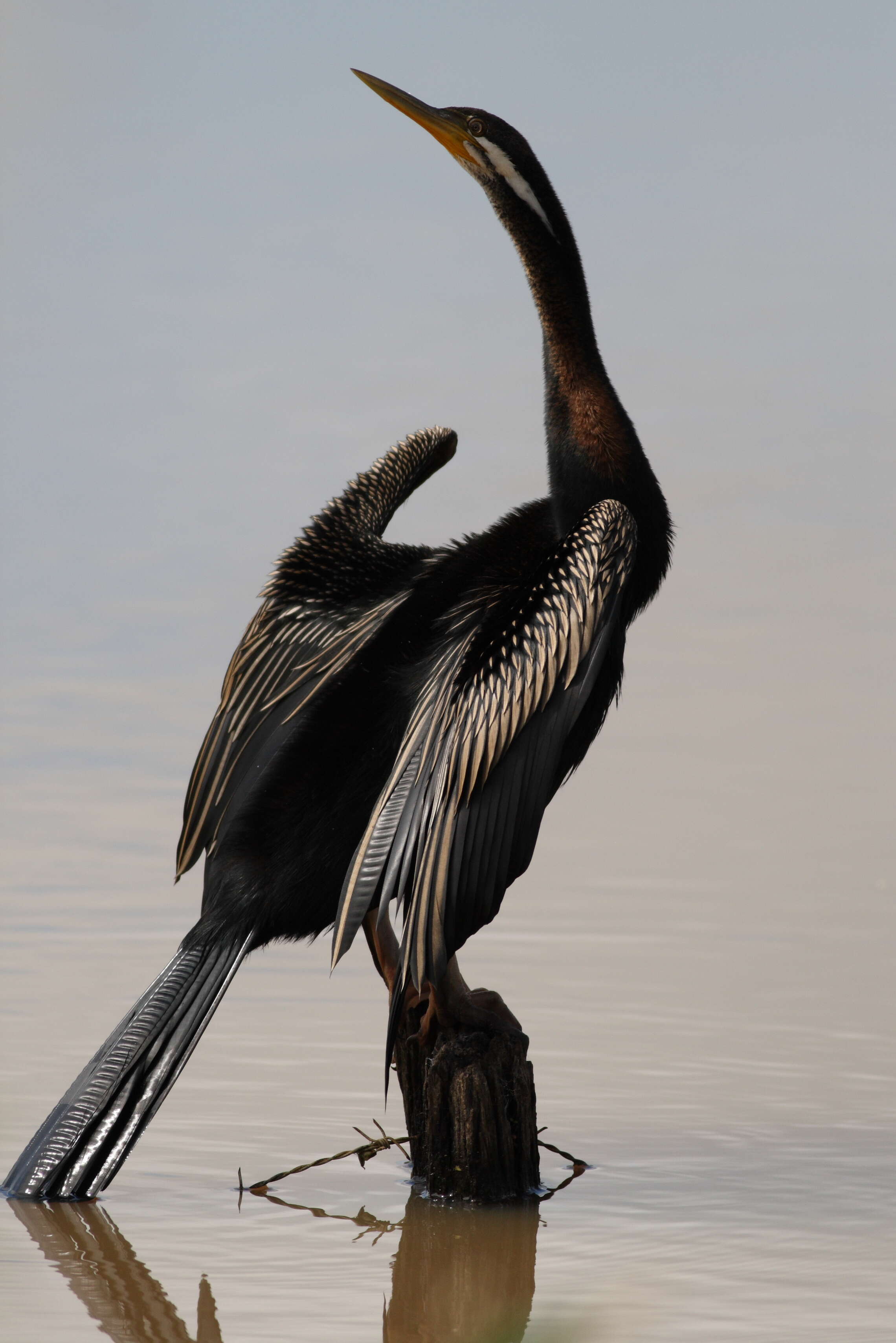 Image de Anhinga d'Australie