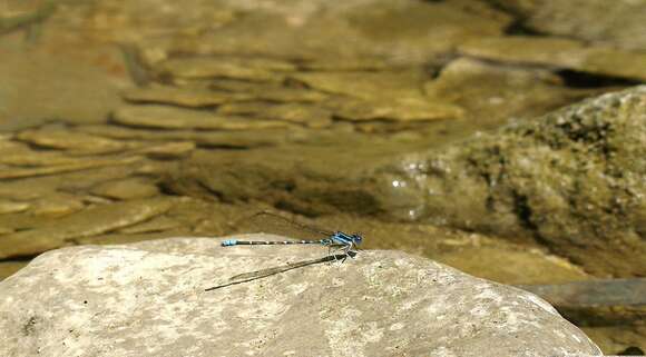 Image of Blue-ringed Dancer