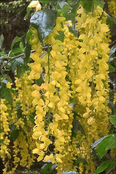 Image of Alpine Laburnum