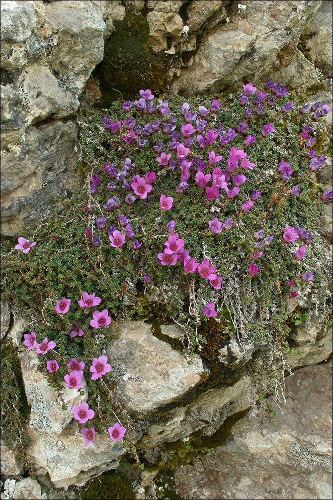 Image of purple mountain saxifrage