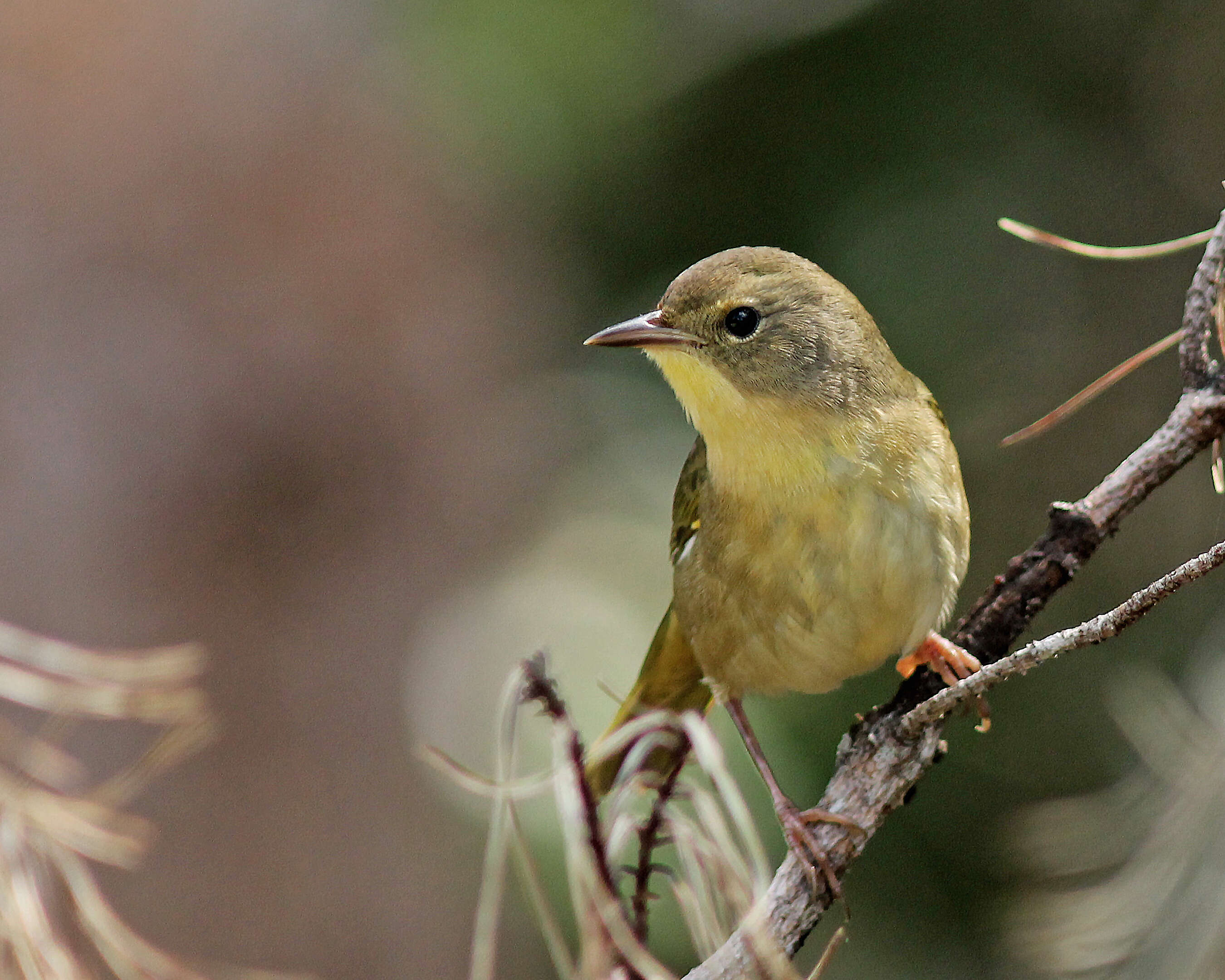 Image of Common Yellowthroat