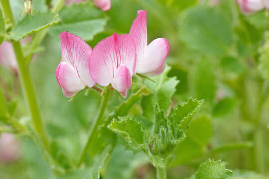 Image of Ononis rotundifolia L.