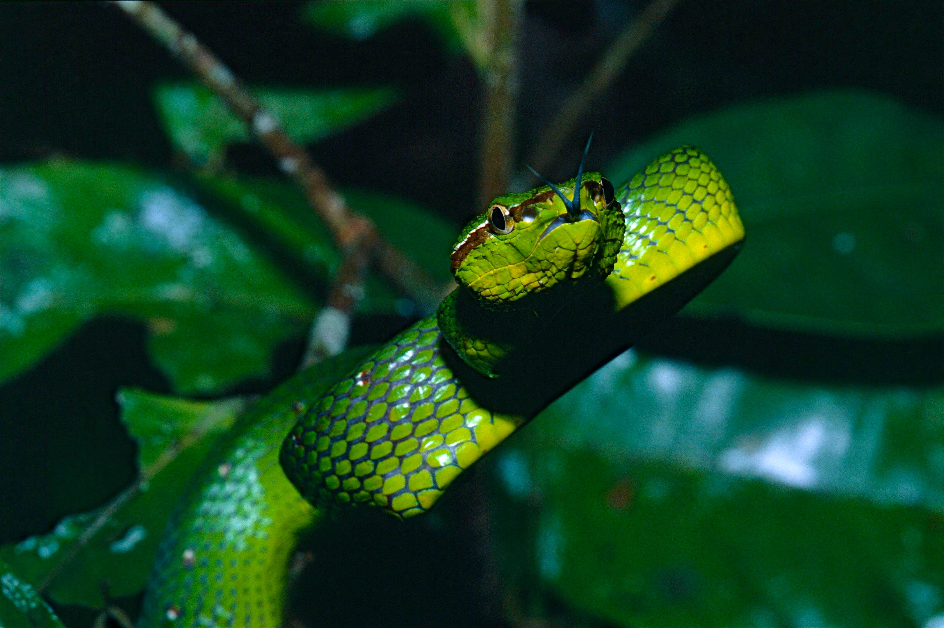 Image of Bornean Keeled Green Pit Viper