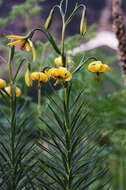 Lilium pyrenaicum Gouan resmi