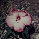 Image of Hibiscus moschatus subsp. tuberosus