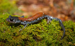 Image of Woodland salamander