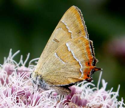 Thecla betulae (Linnaeus 1758) resmi