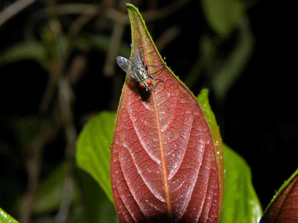 Image de Sabicea villosa Willd. ex Schult.