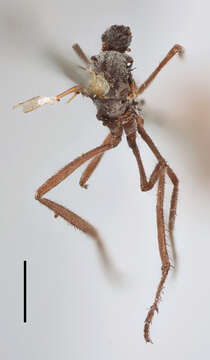 Image of Empis cinerea Muller 1776